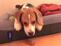 「ふあ～あ」と7連発！寝ぼすけビーグル犬の可愛いあくびに睡魔伝染注意報