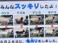 羊〝毛刈り〟記録に異変...なぜ飼育員の髪までも！？　動物園「みんなスッキリしたよ」