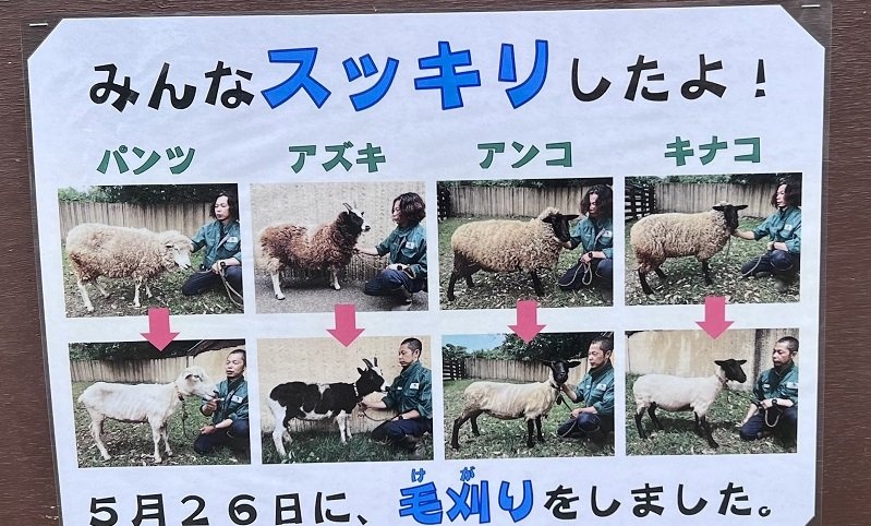 羊〝毛刈り〟記録に異変...なぜ飼育員の髪までも！？　動物園「みんなスッキリしたよ」