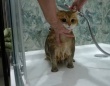 お風呂はキライじゃニャいけれど…。ロシアのアイドル猫ホシコさん、おとなしくシャワータイムを楽しむ