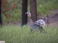 七面鳥の背に乗るフクロウのヒナとそれを受け入れる七面鳥、ずっとそばを離れない2羽
