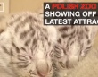ポーランドの動物園で珍しい4つ子のホワイトタイガーが誕生！【映像】