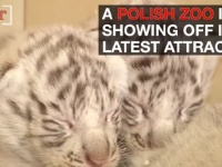 ポーランドの動物園で珍しい4つ子のホワイトタイガーが誕生！【映像】