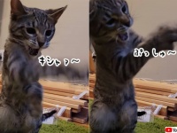 見えない敵と戦い続ける猫。さて何と戦っているのでしょうか？
