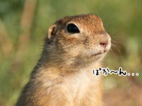 あうちっ！リスがおいしそうにタンポポを食べているところを撮影していたらまさかの刺客