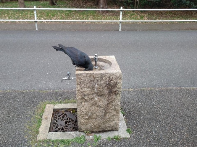 夢中で水を飲んでいるようだ（画像はふみさん提供、編集部で一部トリミング）