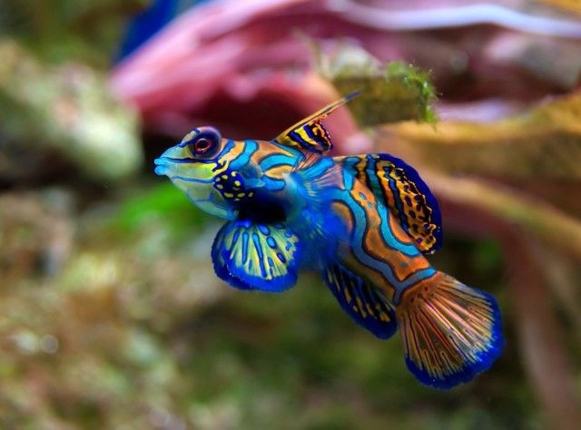 Mandarinfish_e