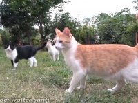 鶏と猫を集める魔法の言葉？「ご飯ニャ！」と、一斉に走ってくるトルコの居候猫たち