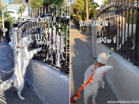 家の前を通る犬に、毎回ボールをプレゼントしてくれる近所の犬