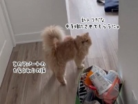 新たなアパートに引っ越したら、大家気取りの猫がしょっちゅう巡回に来るように
