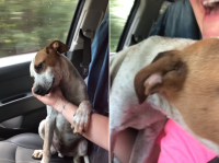 捨てられ、ひどい扱いを受けていた犬だが、それでも人間を慕う心を失っていなかった（アメリカ）