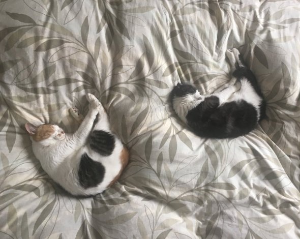 へる（＠heltune）さんのツイート