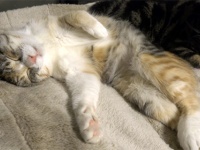 かわいすぎる猫の寝言