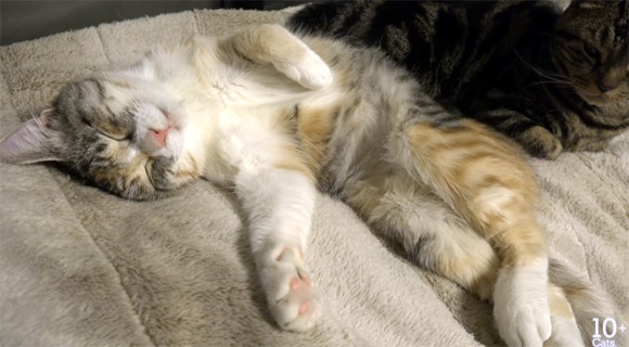 かわいすぎる猫の寝言