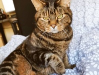 愛情と根気で人を信じない野良猫と絆を育んだ女性、離れ離れになるも諦めず家族として迎え入れる（イギリス）