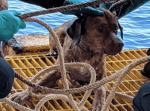 奇跡の救出劇！タイの沖約２２０kmで必死に泳ぐ犬を石油掘削施設の作業員らが発見