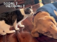 「大丈夫にゃ？」病院から帰ってきた犬が心配でそばに寄り添う猫