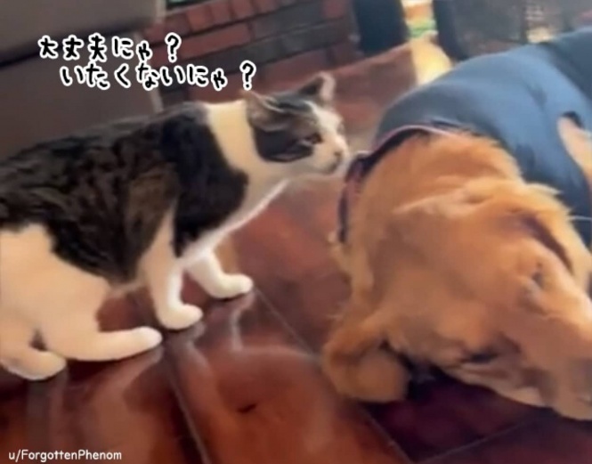 「大丈夫にゃ？」病院から帰ってきた犬が心配でそばに寄り添う猫