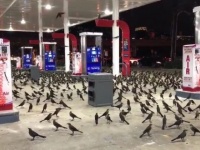 リアルヒッチコック。ムクドリに占拠されたガソリンスタンド