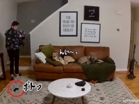 ん？困ってる？飼い主が落とした洗濯物を拾って届けるお利口な犬