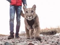猛獣使いがリーダーの国だから？ペットとしてピューマを飼うロシアの家族