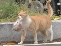 野良猫のお母さん「テイクアウトにしてほしいニャ！」と、ご飯をビニールに入れて持ち帰る