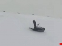 こりゃおもしろい、やめられん！屋根の上のカラス、雪の中をコロコロ転がって遊ぶ