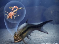 3億1900万年前の魚の化石から発見された世界最古の脊椎動物の脳