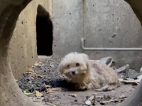 雨水管の奥深くに入り込み、出られなくなってしまった犬。絶望の中、偶然発見され救助される