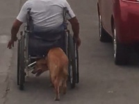 今そこにある感動。オートバイ事故で半身不随になった飼い主の車椅子を懸命に押す犬(フィリピン)