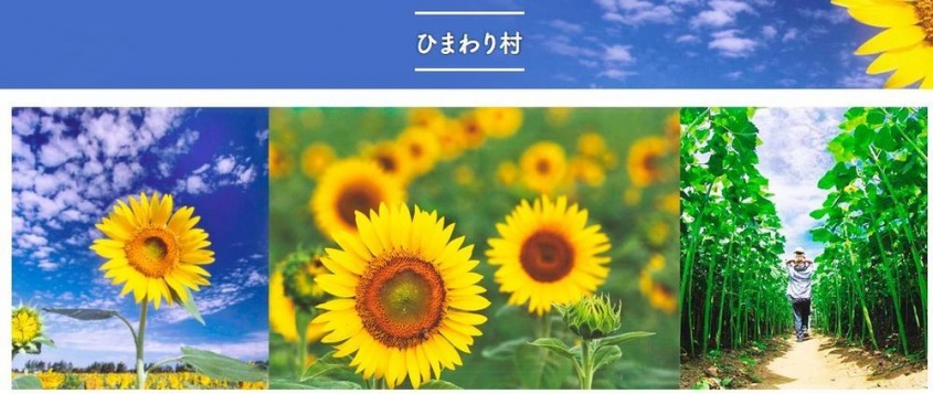 画像は「河北潟干拓土地改良区」サイトのひまわり村ページより