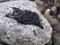 ヴェノム襲来！？うごめく真っ黒な謎生物がビーチに打ち上げられる（セントルシア）※生物注意
