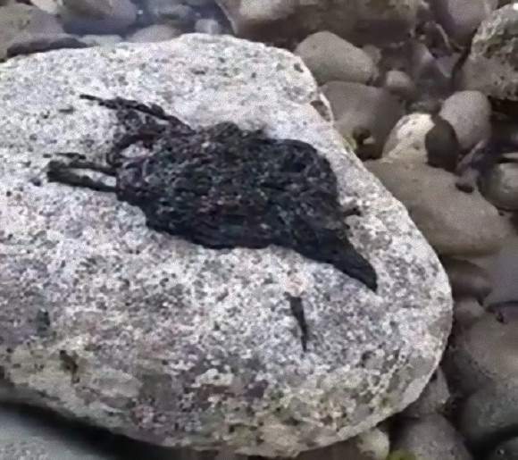 ヴェノム襲来！？うごめく真っ黒な謎生物がビーチに打ち上げられる（セントルシア）※生物注意