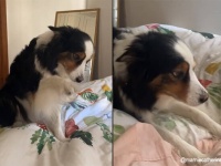 ボーダーコリー犬の世界一やさしい飼い主の起こし方