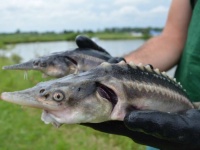 2種の絶滅危惧種をかけ合わせたところ、はからずもハイブリット魚が誕生してしまったようだ（ハンガリー）
