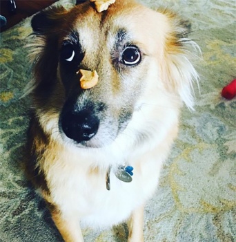 先に旅立っていった飼い主の棺に寄り添い、ずっとその場から離れようとしなかった犬の物語（アメリカ）