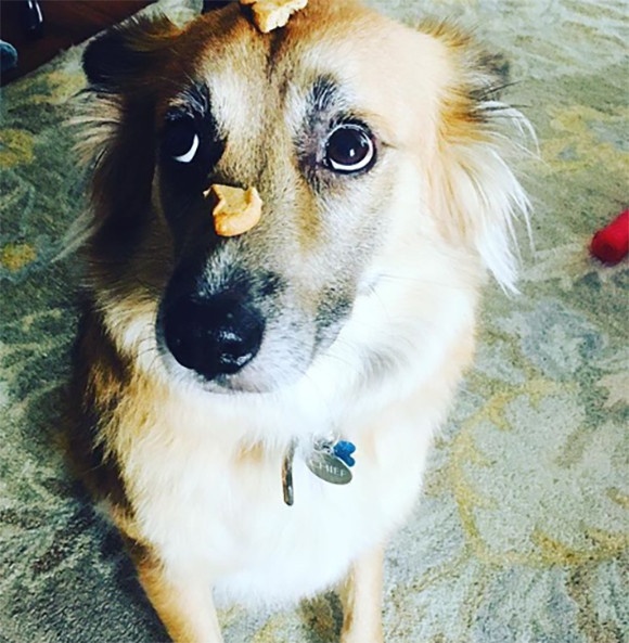 先に旅立っていった飼い主の棺に寄り添い、ずっとその場から離れようとしなかった犬の物語（アメリカ）