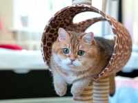 愛猫のお部屋がアトラクションで埋まったよ！遊園地を満喫するホシコさんが相変わらず可愛い件