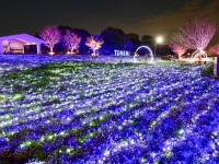『桜満開×ネモフィラ』　幻想的な景色がインスタ映え！　都立舎人公園でライトアップ開催中！！