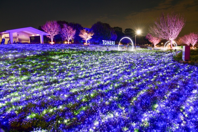 『桜満開×ネモフィラ』　幻想的な景色がインスタ映え！　都立舎人公園でライトアップ開催中！！