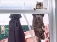 フッ、やっとはいれたぜ。猫が窓の隙間から無事帰宅？いいえ、うちの猫じゃありません