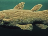 再発見された生きた化石「シーラカンス」がまたしても絶滅の危機に直面。魚網にかかるケースが続出