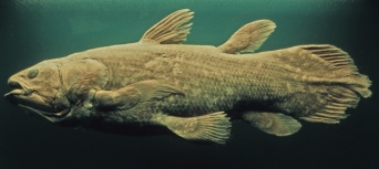 再発見された生きた化石「シーラカンス」がまたしても絶滅の危機に直面。魚網にかかるケースが続出