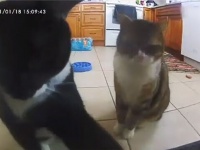 「こいつは叩けばでてくるやつ」カメラ付き自動給餌器を猫がノックダウンさせた瞬間
