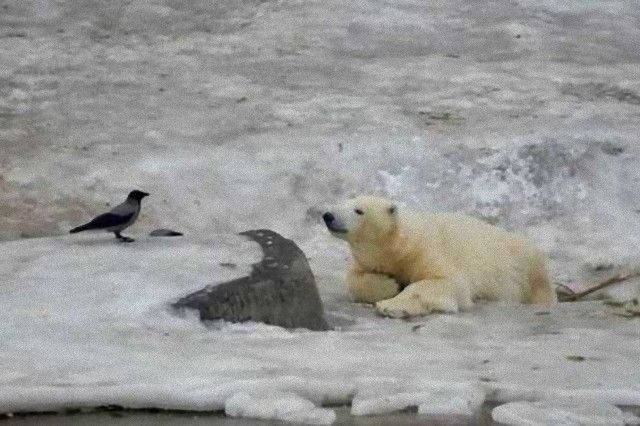 crowsnanimals1_e