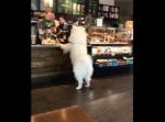 きちんと順番待ちをして…！ 自分だけでスタバのレジに並ぶワンちゃん。