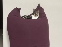 飼い主「乗らないようにしてたのに...」　Yogiboが猫までダメにした結果がコチラです