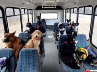 バスに乗ってお散歩に行くよ！お行儀よく椅子に座る犬の学校