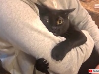 ご馳走さま！飼い主に恋する猫たちの本気の「ちゅう！」やハグがうらやまけしからん件について