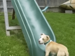 つい笑ってしまう！滑り台を駆け上ろうと何度でも挑戦する犬の姿がかわいらしい
